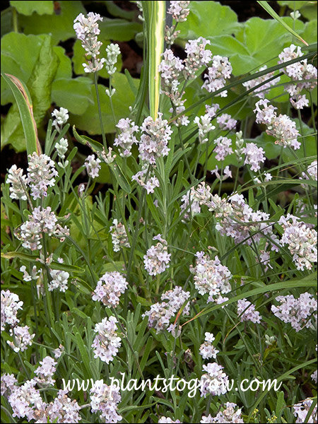 The light pink/white flowers.